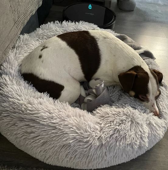 "Super Soft Dog/Cat Bed Plush"